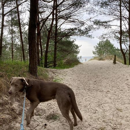 Karlshagen Reet Am Strand Mit Hund מראה חיצוני תמונה