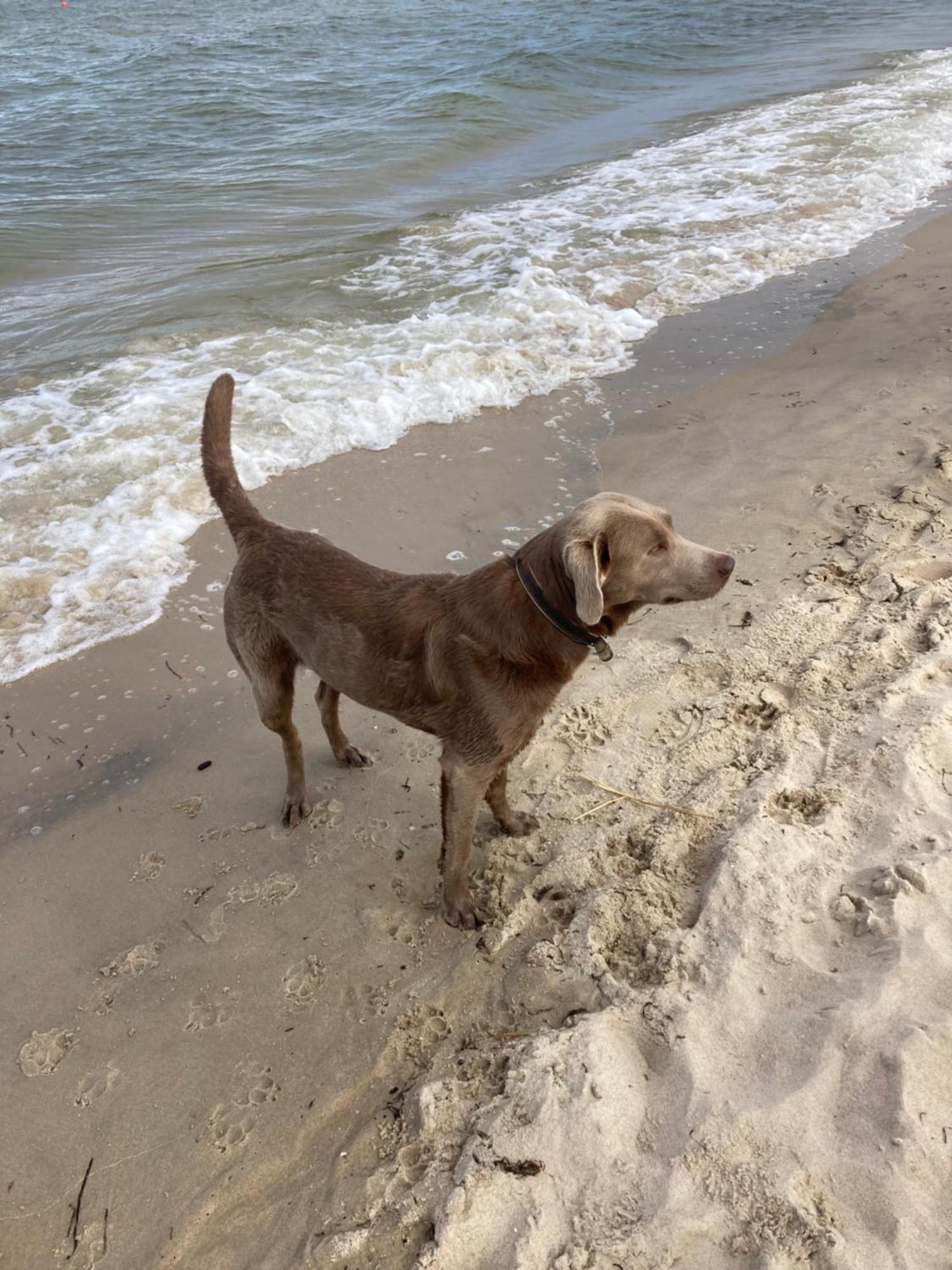 Karlshagen Reet Am Strand Mit Hund מראה חיצוני תמונה