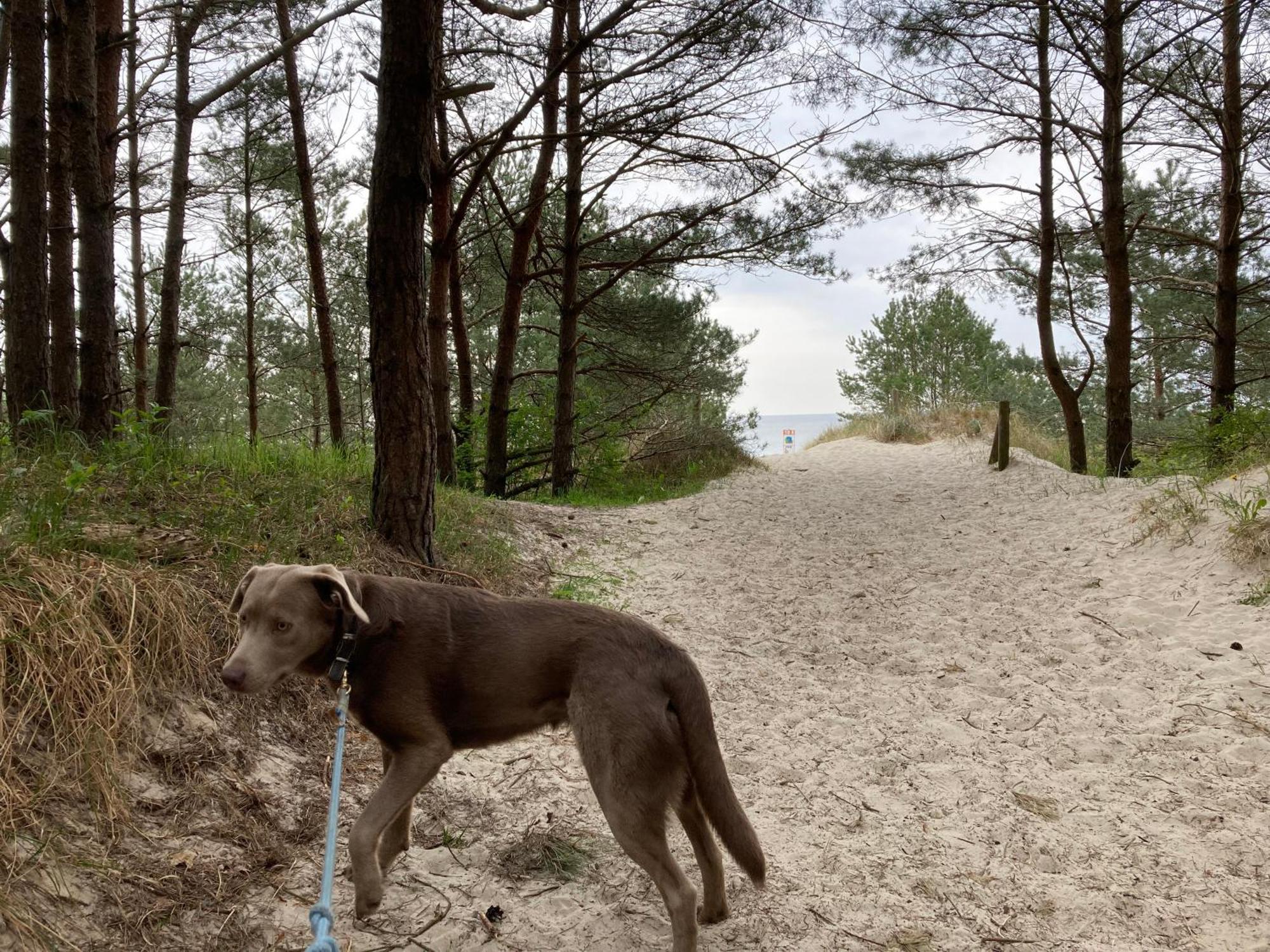 Karlshagen Reet Am Strand Mit Hund מראה חיצוני תמונה