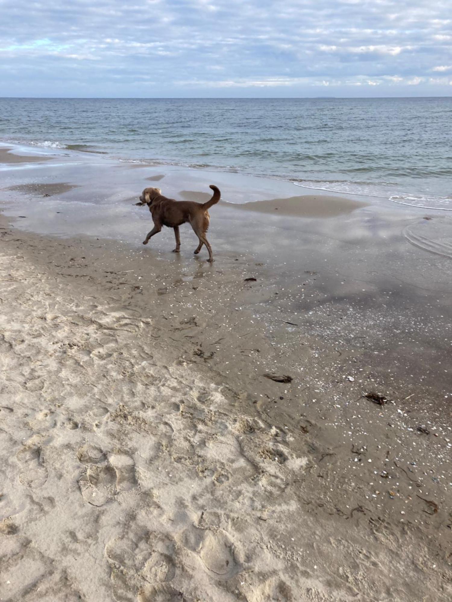 Karlshagen Reet Am Strand Mit Hund מראה חיצוני תמונה