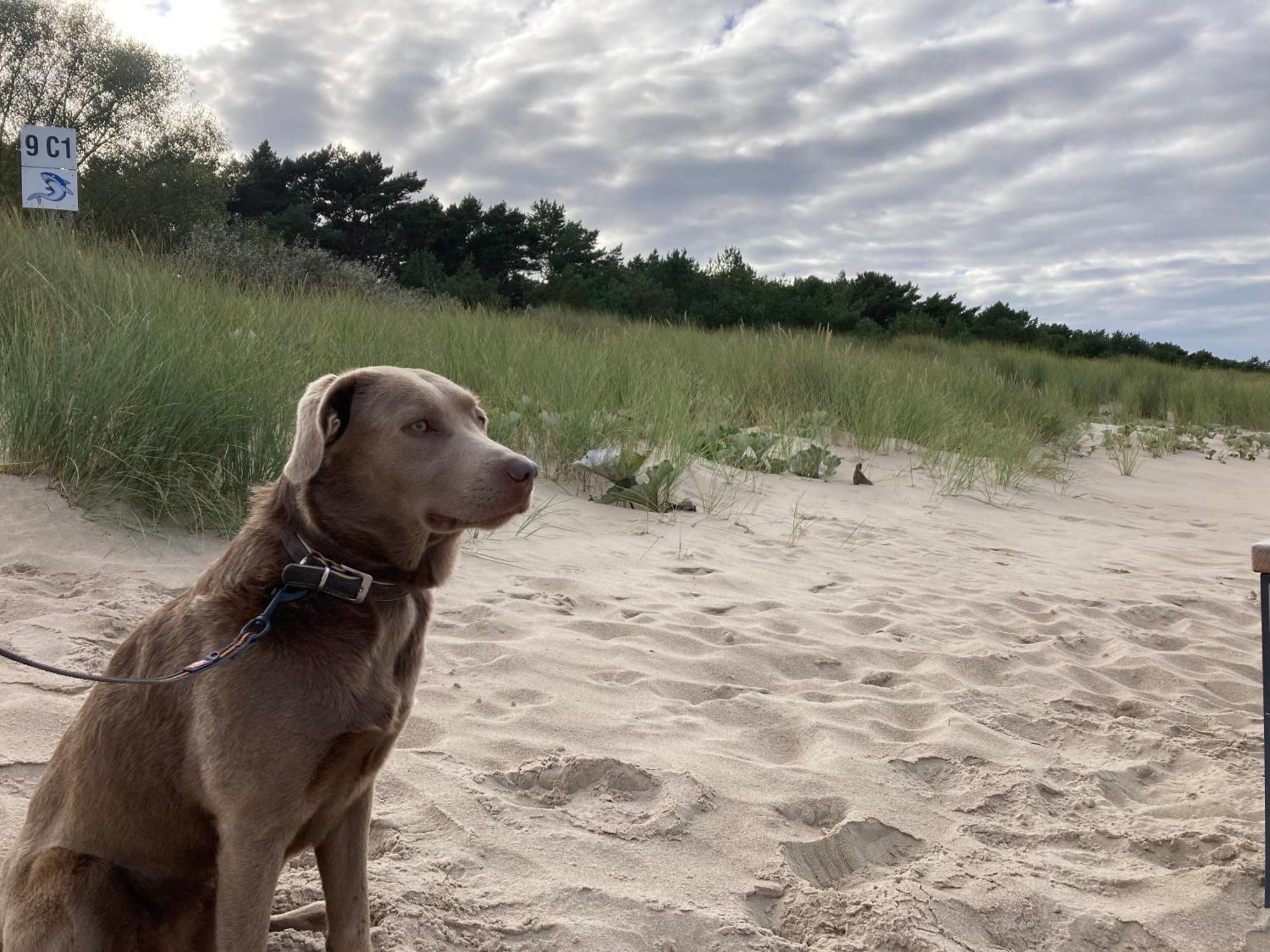 Karlshagen Reet Am Strand Mit Hund מראה חיצוני תמונה