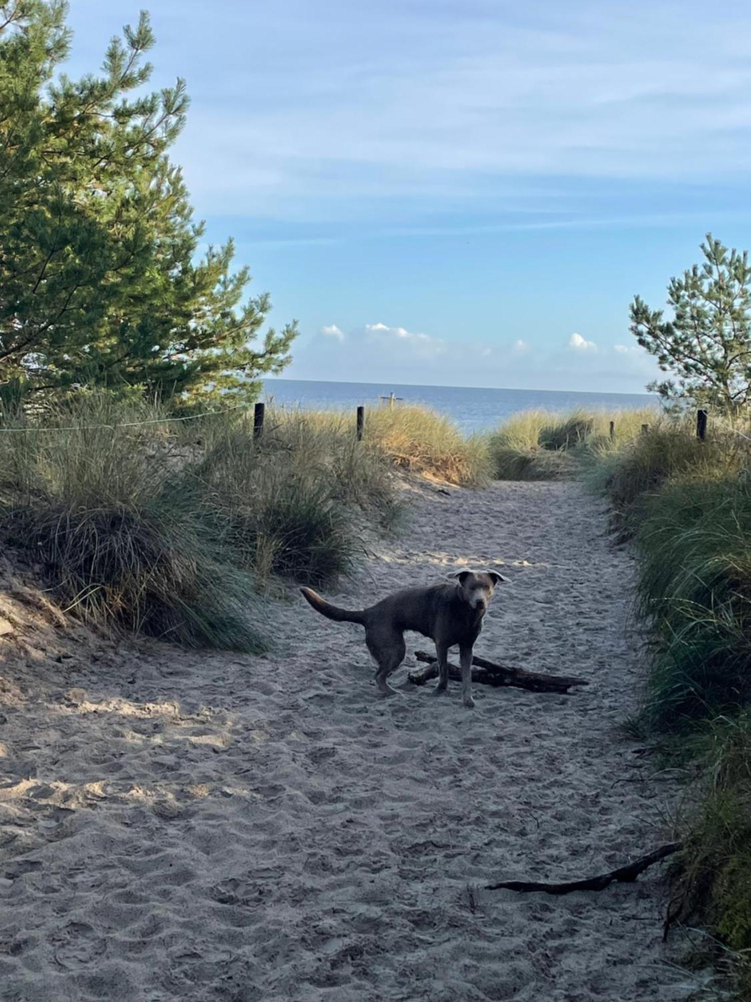 Karlshagen Reet Am Strand Mit Hund מראה חיצוני תמונה